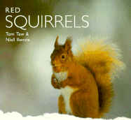 Red Squirrels