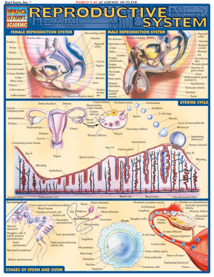 Reproductive System - Perez, Vincent