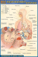 Respiratory System