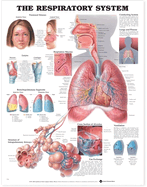 Respiratory System