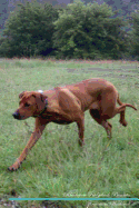 Rhodesian Ridgeback Affirmations Workbook Rhodesian Ridgeback Presents: Positive and Loving Affirmations Workbook. Includes: Mentoring Questions, Guidance, Supporting You.