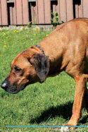 Rhodesian Ridgeback Affirmations Workbook Rhodesian Ridgeback Presents: Positive and Loving Affirmations Workbook. Includes: Mentoring Questions, Guidance, Supporting You.