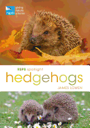 Rspb Spotlight Hedgehogs
