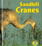 Sandhill Cranes