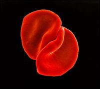 Scratch My Back [Special Edition] - Peter Gabriel