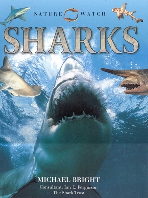Sharks - Evert, Laura