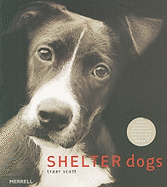Shelter Dogs