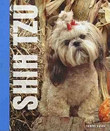 Shih Tzu - Gagne, T