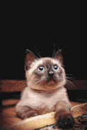 Siamese Cat Notebook: Dot Grid Journal, Softcover (6x9 Inches) with 120 Pages