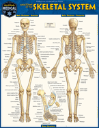 Skeletal System: Advanced
