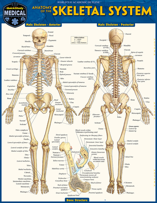 Skeletal System: Advanced - BarCharts Inc