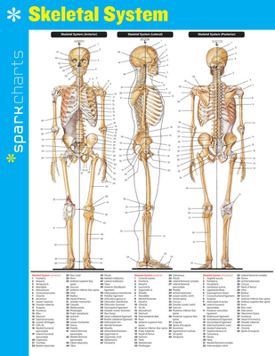 Skeletal System SparkCharts - SparkNotes