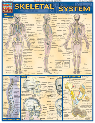 Skeletal System - Perez, Vincent