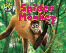 Spider Monkey