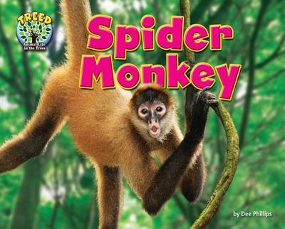 Spider Monkey - Phillips, Dee
