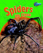 Spiders Up-close - Birch, Robin