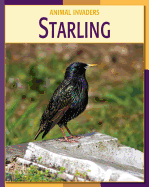 Starling
