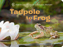 Tadpole to Frog