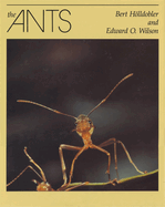 The Ants