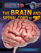 The Brain and Spinal Cord in 3D