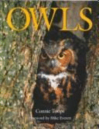 The Enchanted Owl