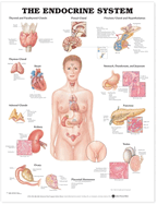The Endocrine System