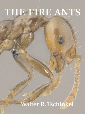 The Fire Ants - Tschinkel, Walter R, and Wilson, Edward O (Foreword by)