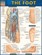 The Foot