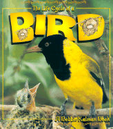 The Life Cycle of a Bird