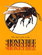 The Life Cycle of the Honeybee