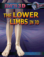 The Lower Limbs in 3D