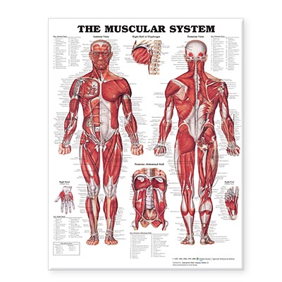 The Muscular System Giant Chart - Anatomical Chart Company (Prepared for publication by)