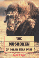 The muskoxen of Polar Bear Pass