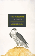 The peregrine