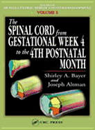 The Spinal Cord from Gestational Week 4 to the 4th Postnatal Month