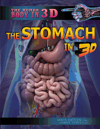 The Stomach in 3D