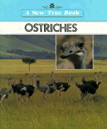 The true book of rodeos