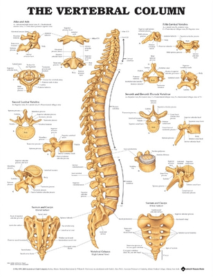 The Vertebral Column Anatomical Chart - Anatomical Chart Company (Prepared for publication by)