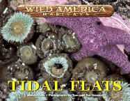Tidal Flats