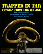 Trapped in Tar: Fossils from the Ice Age