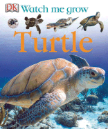 Turtle - Magloff, Lisa