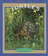 Turtles
