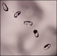 Up - Peter Gabriel