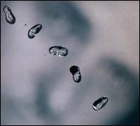 Up - Peter Gabriel