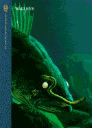 Walleye