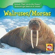 Walruses / Morsas