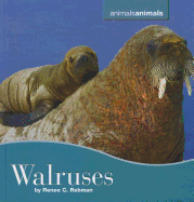Walruses