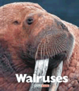 Walruses