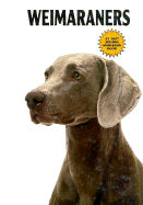 Weimaraner