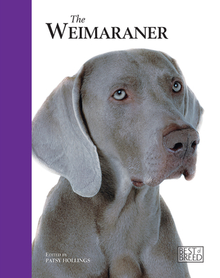 Weimaraner - Hollings, Patsy